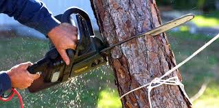 Best Emergency Tree Removal  in USA